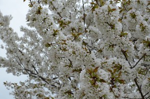 20170409　【桜情報】いちばんの見ごろを迎えています！13